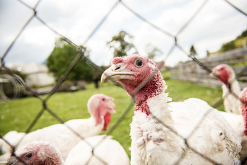 organic turkey bird  farm 