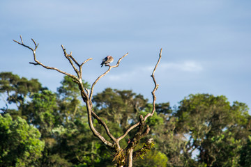  Bird on branch with blue sky