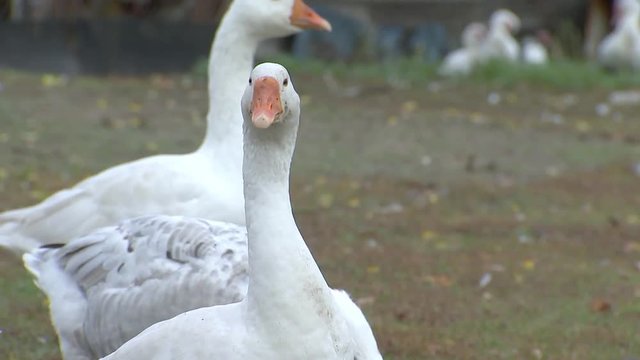 Geese graze the grass 2