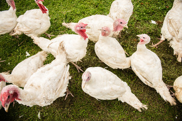 organic turkey bird  farm 