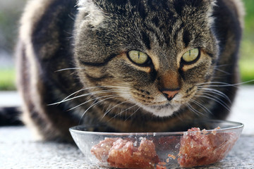 Eine Katze frisst Katzenfutter
