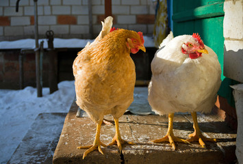 Two hens on the porch. Winter sunset. Selective focus.