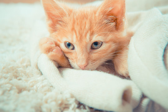 Little cute kitten in a soft blanket. Little red kitten. Cat lies on the fluffy carpet at home. orange cat with blue eyes
