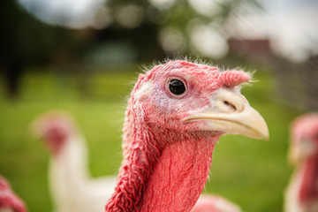 organic turkey bird  farm 