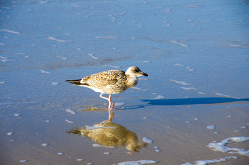 Möwe auf Sylt