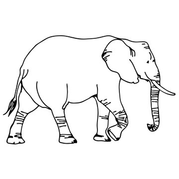 black and white vector elephant silhouette