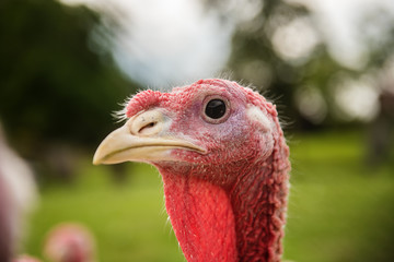 organic turkey bird  farm 