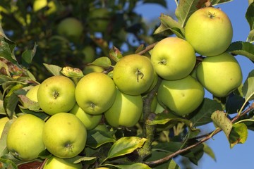Golden Delicious am Baum