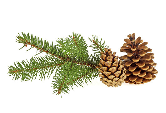 Two pine cones with branch on a white background