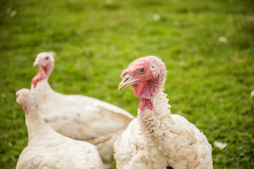 organic turkey bird  farm 