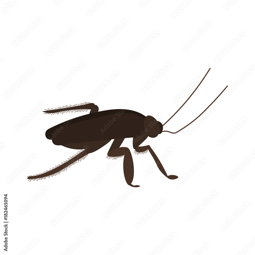 Poster flat simple cockroach isolated on white background. brown color outline icon of small insect in the 