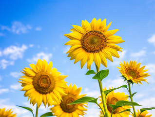 Sunflower field with cloudy blue sky