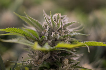 Naklejka na ściany i meble Cannabis flower close-up 