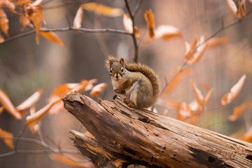 Red squirrel with a colourful fall background - obrazy, fototapety, plakaty