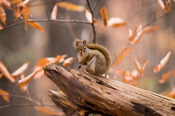 Fotobehang Rode eekhoorn met een kleurrijke herfstachtergrond © Tim