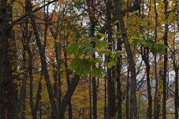 Une forêt en automne