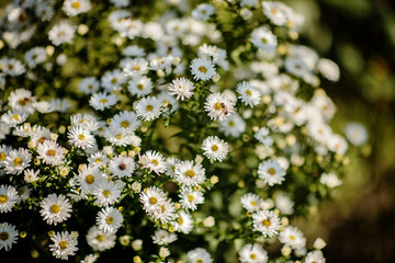 Obraz premium white flowers with bees