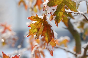 Herbstlaub
