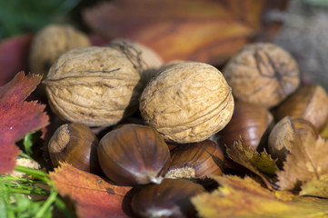 Walnuts and sweet chestnuts in color autumn leaves