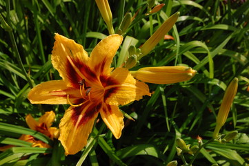 Obraz premium Blüte