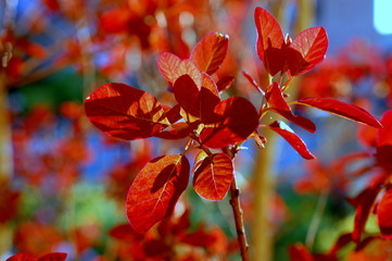 Fototapeta premium Herbstlaub