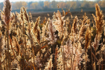 autumn cane © Михаил 