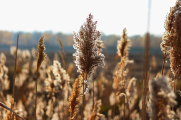 autumn cane © Михаил 