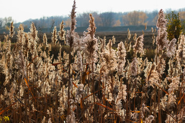 autumn cane © Михаил 