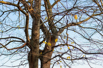 autumn trees against the sky