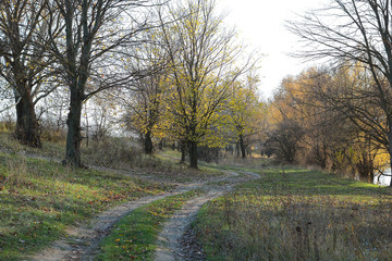 trees near the river. autumn