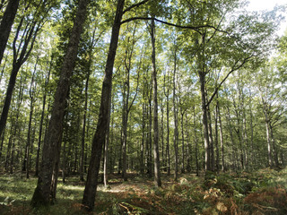 Au coeur de la for&ecirc;t de tron&ccedil;ais