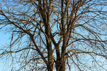 autumn trees against the sky