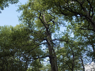 Branches tortueuses d'un vieux chêne de la forêt de tronçais