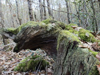 Vieux tronc mort dans la forêt de tronçais