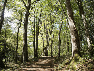 Sentier de randos au coeur de la forêt de Tronçais