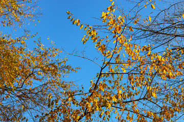 autumn trees against the sky