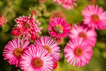 hot pink flowers with bees on a sunny day 