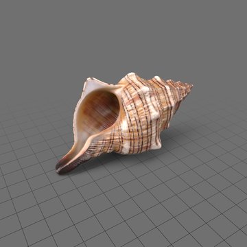 Conch shell