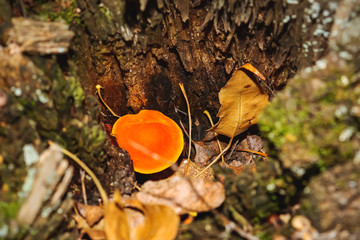 mushroom growing on a tree. tree destruction