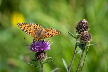 Silver-washed Fritillary butterfly on Common Knapweed