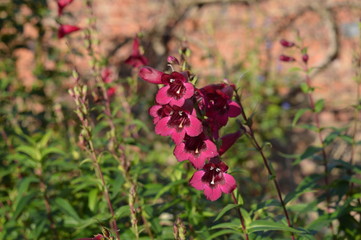Penstemon rich ruby