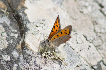 Fototapeta na wymiar Small Copper butterfly on an algae covered rock
