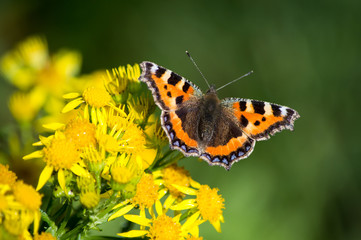 Small Tortoiseshell butterfly on Ragwort