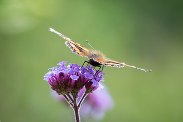 Small Tortoiseshell butterfly viewed from behind