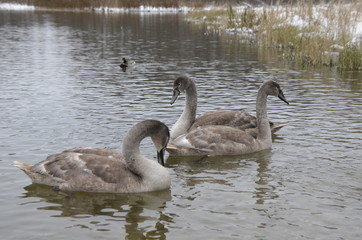 Молодые лебеди на озере 