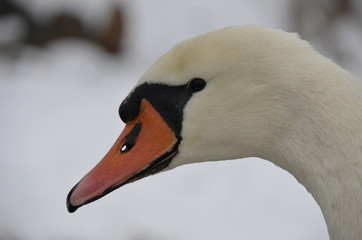 Лебедь на озере