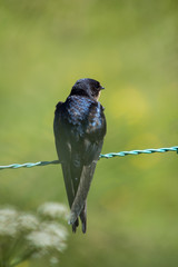 Swallow on a wire fence