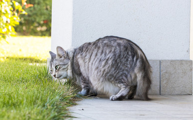 beauty silver cat eating in the garden. hypoallergenic pet, siberian breed