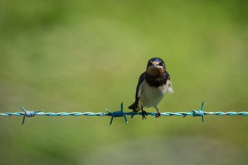 Naklejka premium Swallow on barbed wire