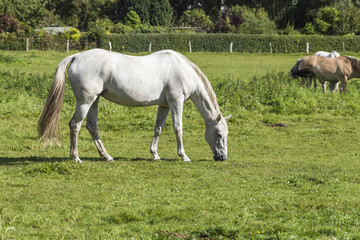 a white horse in the meadow